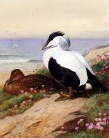 Thorburn, Archibald - Common Eider Ducks